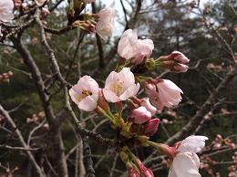 庭の桜